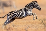 Зебры белого цвета с черными полосами или наоборот – ответ ученых оказался  сюрпризом
